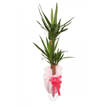 Yucca (Yuka) Bitkisi